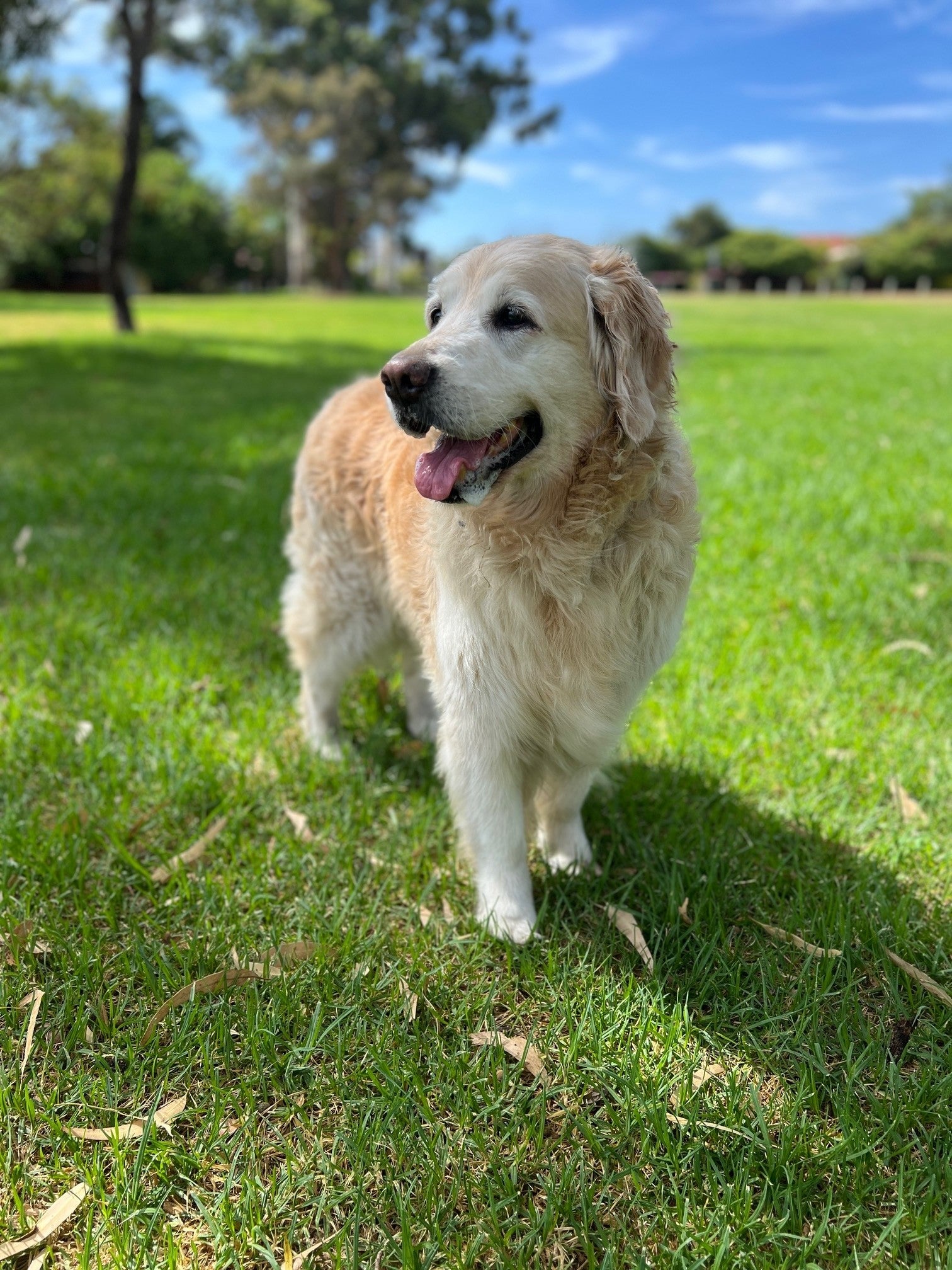 Lockie the Famous City Dog Book